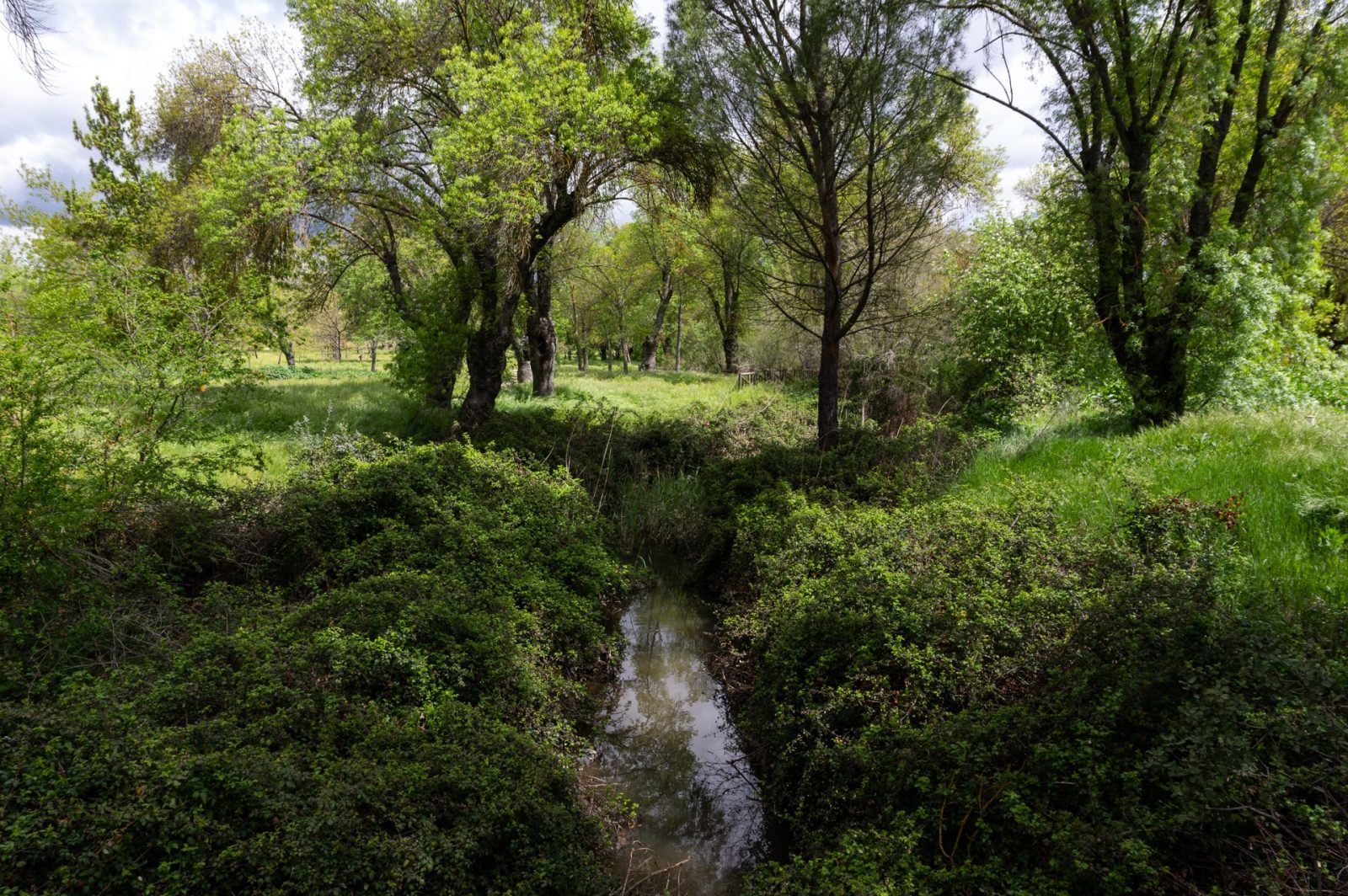 Forest in El Campo