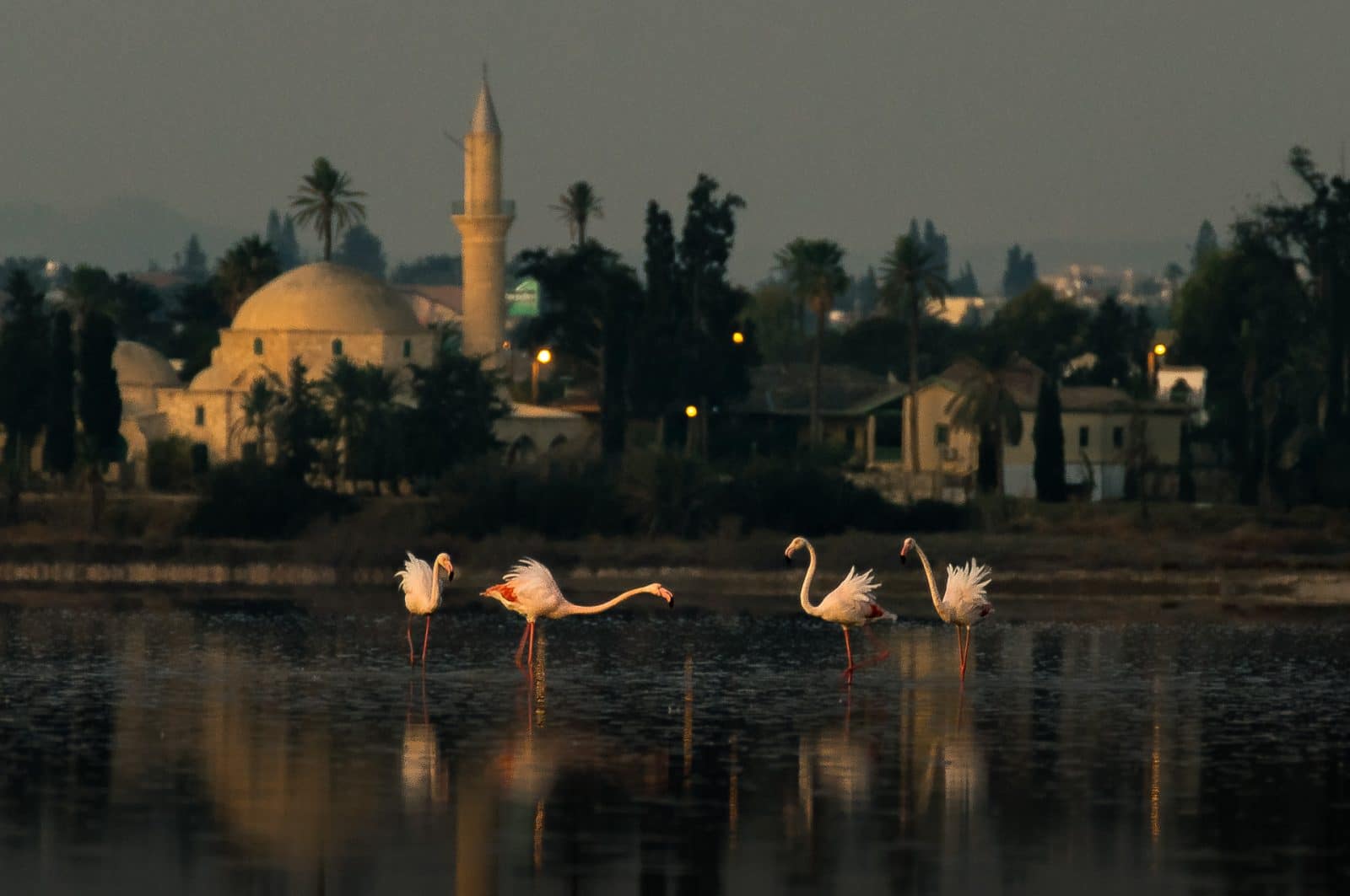 Things to do in Larnaca front page