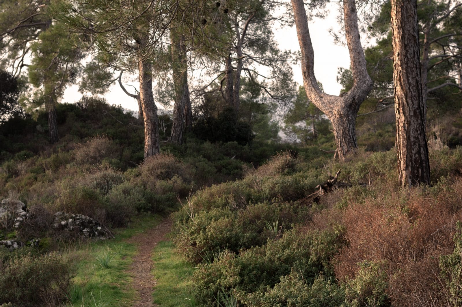 The trail of Kionia - Profitis ilias inside the woods