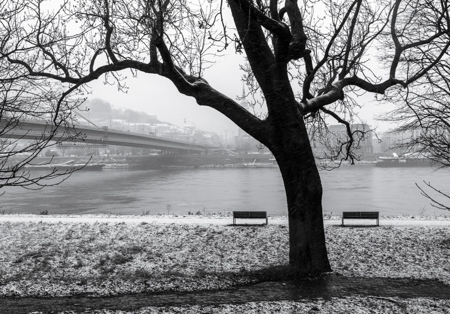 The silhouette of a tree with two benches and Danube river in the background